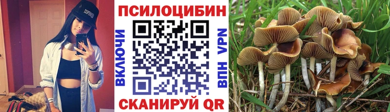 Псилоцибиновые грибы Cubensis  Купить где  Королёв 